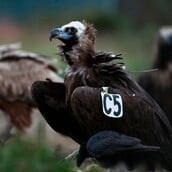 ΔΑΔΙΑ ΔΑΣΟΣ ΕΒΡΟΣ ΜΑΥΡΟΓΥΠΕΣ ΦΟΛΕΣ