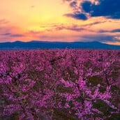 ΒΕΡΟΙΑ ΡΟΔΑΚΙΝΙΕΣ ΗΜΑΘΙΑ