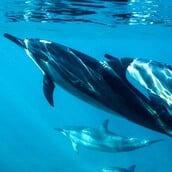 ΔΕΛΦΙΝΙΑ ΣΦΥΡΙΓΜΑΤΑ