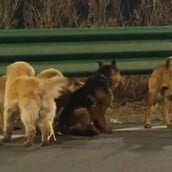 ΣΚΥΛΙΑ ΚΙΝΑ VIRAL ΣΠΙΤΙ