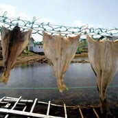 Ακολουθώντας τα (γαστρονομικά) ίχνη του μπακαλιάρου στη βόρεια Ισπανία