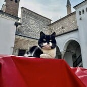 Ο «Γλύκας» του Τοπκαπί, ένας πρίγκιψ των γάτων