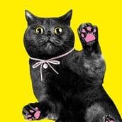 «CATS!»: Η γάτα ως λατρευτικό αντικείμενο και σύμβολο της ποπ κουλτούρας