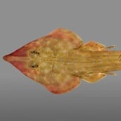 ΚΑΡΧΑΡΙΑΣ ΚΙΘΑΡΑ