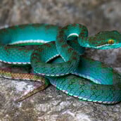 Τιρκουάζ οχιά και «ιπτάμενο φίδι» ανάμεσα στα σπάνια είδη που ανακαλύφθηκαν σε σπήλαιο στην Καμπότζη