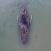 ΦΑΛΑΙΝΑ ΓΕΡΜΑΝΙΑ ΔΙΑΣΩΣΗ