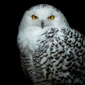 ΚΟΥΚΟΥΒΑΓΙΑ ΟΗΕ ΕΙΔΗ ΖΩΑ