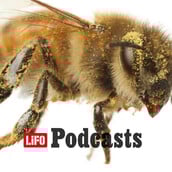 Πώς θα προστατεύσουμε τις μέλισσες;