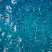 ΑΓΓΛΙΑ ΨΑΡΙΑ ΥΠΕΡΑΛΊΕΥΣΗ ΑΚΤΙΒΙΣΤΕΣ