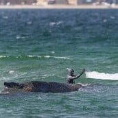 ΓΕΡΜΑΝΙΑ ΜΕΓΑΠΤΕΡΗ ΦΑΛΑΙΝΑ ΔΙΑΣΩΣΗ