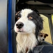 ΣΚΥΛΟΣ ΔΙΑΣΩΣΗ ΕΞΑΦΑΝΙΣΗ