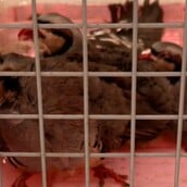 ΑΜΠΕΛΟΚΗΠΟΙ ΠΑΡΑΝΟΜΟ ΜΑΝΤΡΙ ΕΦΕΤ CEO ΕΤΑΙΡΕΙΑΣ