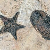 ΑΠΟΛΙΘΩΜΑ ΑΡΑΧΝΕΣ ΣΚΟΡΠΙΟΙ