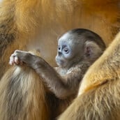 ΒΕΛΓΙΟΣ ΧΡΥΣΟΡΡΥΓΧΟΣ ΠΙΘΗΚΟΣ