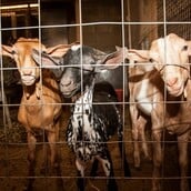 Μαντρί στον 16ο όροφο: Τι επιτρέπει και τι απαγορεύει ο νόμος