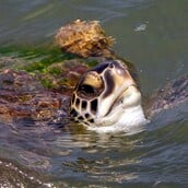 ΗΠΑ ΚΟΛΠΟΣ ΤΟΥ ΜΕΞΙΚΟΥ ΑΠΕΙΛΟΥΜΕΝΑ ΕΙΔΗ