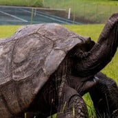 ΧΕΛΩΝΑ ΑΠΑΤΗ ΚΡΥΠΤΟΝΟΜΙΣΜΑΤΑ