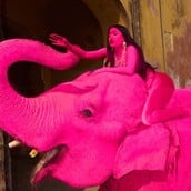 ΡΟΖ ΕΛΕΦΑΝΤΑΣ ΑΝΤΙΔΡΑΣΕΙΣ