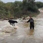 ΣΚΥΛΟΙ ΧΑΛΚΙΔΙΚΗ ΔΙΑΣΩΣΗ ΒΡΟΧΟΠΤΩΣΗ ΠΟΤΑΜΟΣ