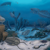 ΕΞΕΛΙΞΗ ΜΕΛΕΤΗ ΖΩΑ