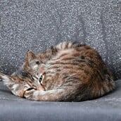 ΠΑΓΚΟΣΜΙΑ ΗΜΕΡΑ ΑΔΕΣΠΟΤΩΝ ΖΩΩΝ ΣΗΜΕΡΑ