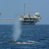 ΦΑΛΑΙΝΑ ΝΤΟΝΑΛΝΤ ΤΡΑΜΠ ΠΕΡΙΒΑΛΛΟΝ ΑΠΕΙΛΟΥΜΕΝΟ ΕΙΔΟΣ