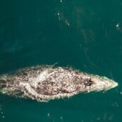 ΦΑΛΑΙΝΑ ΗΠΑ ΟΥΑΣΙΝΓΚΤΟΝ