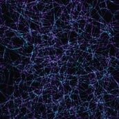 ΕΓΚΕΦΑΛΟΣ ΨΥΧΕΔΕΛΙΚΕΣ ΟΥΣΙΕΣ ΝΕΥΡΩΝΕΣ