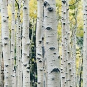 ΝΕΑΝΤΕΡΤΑΛ ΚΟΛΛΩΔΗΣ ΟΥΣΙΑ ΑΝΤΙΒΑΚΤΗΡΙΑΚΟ ΦΑΡΜΑΚΟ