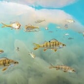 ΦΩΤΟΓΡΑΦΙΑ ΦΙΝΛΑΝΔΙΑ ΨΑΡΙΑ