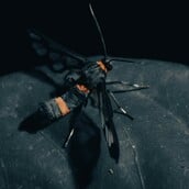 ΕΠΩΔΥΝΟ ΤΣΙΜΠΗΜΑ ΚΟΣΜΟΣ