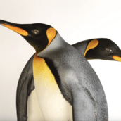 Οι αυτοκρατορικοί πιγκουίνοι θεωρούνται πλέον απειλούμενο είδος