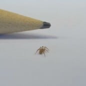 ΑΡΑΧΝΗ ΙΣΠΑΝΙΑ