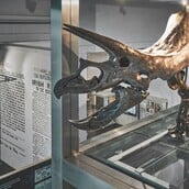 ΔΕΙΝΟΣΑΥΡΟΙ ΑΠΟΛΙΘΩΜΑΤΑ ΔΗΜΟΠΡΑΣΙΑ