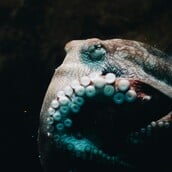 ΧΤΑΠΟΔΙ ΑΠΟΛΙΘΩΜΑ ΝΑΥΤΙΛΟΣ ΑΝΑΚΑΛΥΨΗ