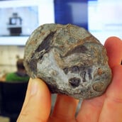 ΑΠΟΛΙΘΩΜΑ ΕΜΒΡΥΟΥ ΝΟΤΙΑ ΑΦΡΙΚΗ ΘΗΛΑΣΤΙΚΑ