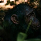 ΟΥΓΚΑΝΤΑ ΧΙΜΠΑΤΖΗΔΕΣ ΕΜΦΥΛΙΟΣ