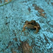 ΠΟΛΩΝΙΑ ΒΑΤΡΑΧΟΙ