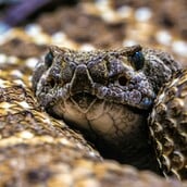 ΣΥΡΟΣ ΟΧΙΑ ΑΝΗΛΙΚΟΣ