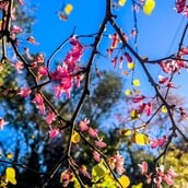 ΚΥΡΙΑΚΗ ΘΩΜΑ 2026 ΠΟΤΕ ΠΕΦΤΕΙ