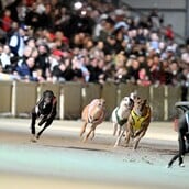 ΚΥΝΟΔΡΟΜΙΕΣ ΣΚΩΤΙΑ ΟΥΑΛΙΑ