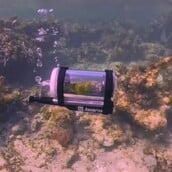 ΠΑΠΑΓΑΛΟΣ ΚΑΤΑΔΥΣΗ