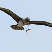 ΣΠΑΝΙΟ ΣΤΙΓΜΙΟΤΥΠΟ ΠΤΗΝΟ NATIONAL GEOGRAPHIC