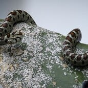 ΣΥΡΟΣ ΔΑΓΚΩΜΑ ΟΧΙΑ ΦΙΔΙ 13ΧΡΟΝΟΣ