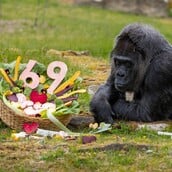 ΓΟΡΙΛΑΣ ΦΑΤΟΥ ΒΕΡΟΛΙΝΟ ΡΕΚΟΡ