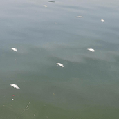 ΝΕΚΡΑ ΨΑΡΙΑ ΛΙΜΝΗ ΠΑΜΒΩΤΙΔΑ