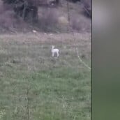 ΗΜΑΘΙΑ ΖΑΡΚΑΔΙ ΑΛΜΠΙΝΙΣΜΟΣ