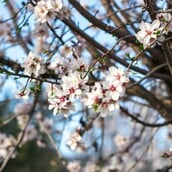 ΚΑΙΡΟΣ ΑΝΟΙΞΗ ΑΦΡΙΚΑΝΙΚΗ ΣΚΟΝΗ