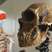 ΜΕΛΕΤΗ ΕΞΕΛΙΞΗ ΑΝΘΡΩΠΟΥ HOMO SAPIENS