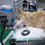 ΝΟΤΙΑ ΚΟΡΕΑ ΛΥΚΟΣ